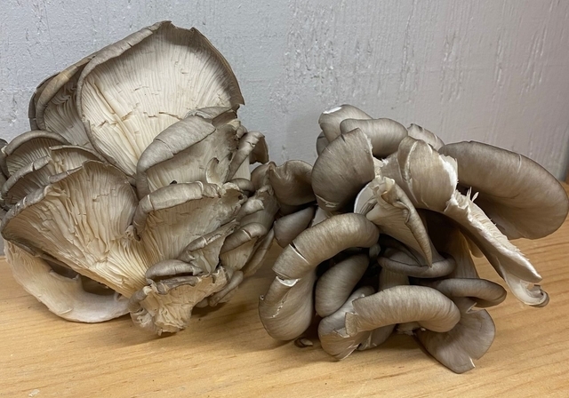 Mushroom - Oyster - LOCAL**
